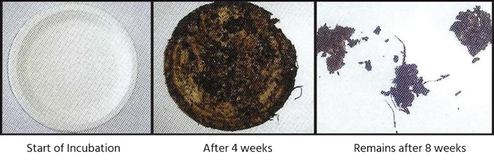 HOW OUR TRAYS DECOMPOSE AT AMBIENT TEMPERATURE