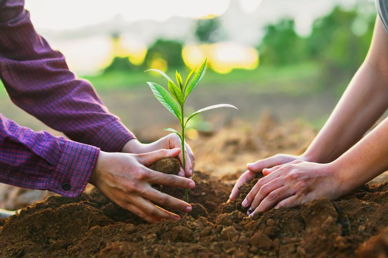 people planting a sapling