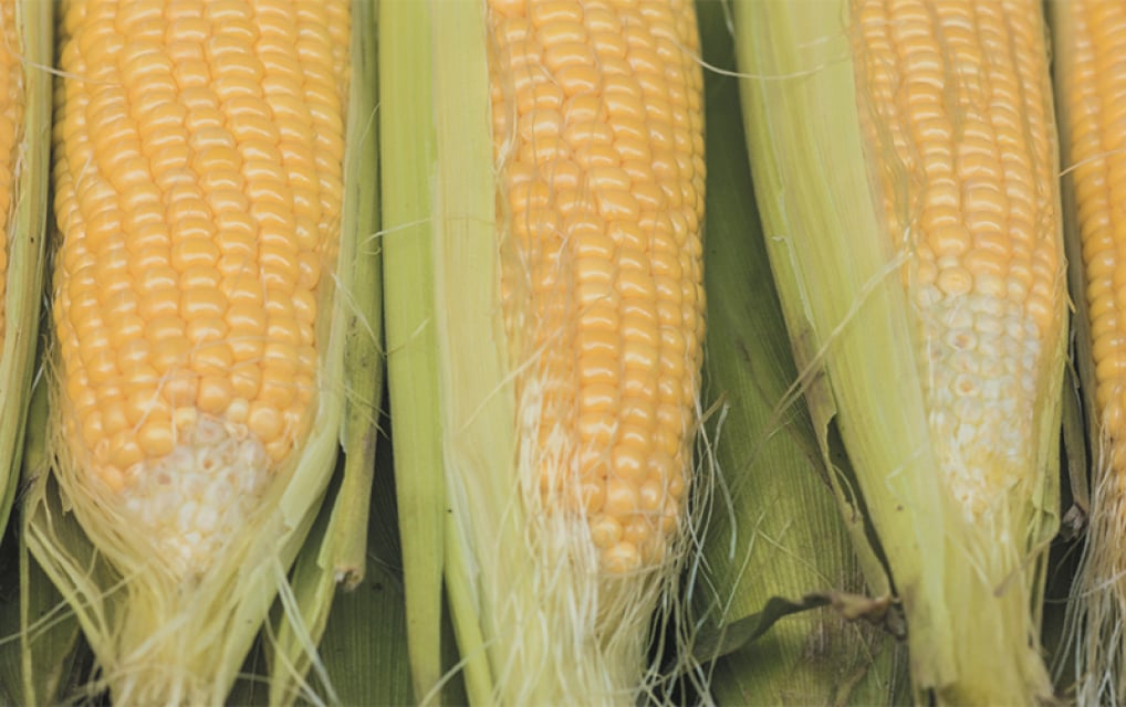 How the Platinum Packaging Group Helps Your Business Stay Compliant and Sustainable 3 corn base for PPG's compostable film